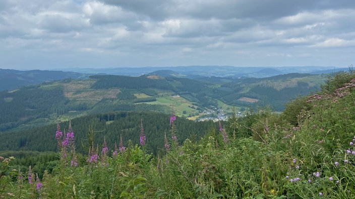 Die Oberhundemer Bergtour: Weitblick über Täler und Hügel mit violetten Wildblumen im Vordergrund
