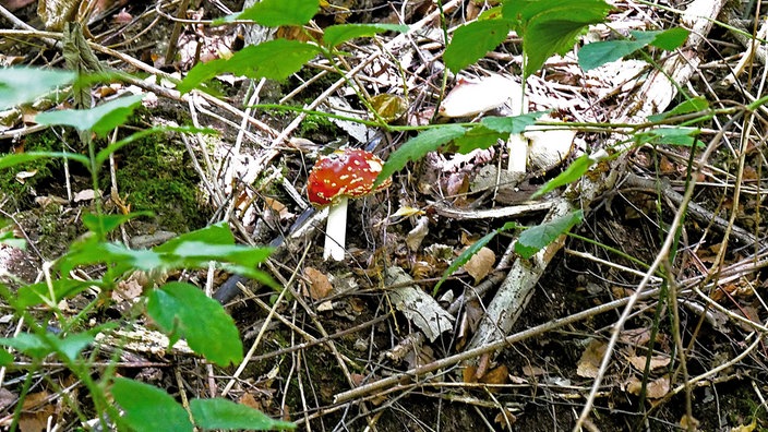 Pilzwanderung im Wodantal: Ein Fliegenpilz wächst im Wald