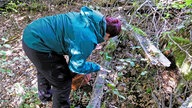 Pilzwanderung im Wodantal: Eine Person sucht nach Pilzen am Waldboden