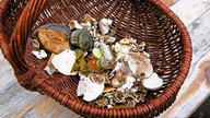 Pilzwanderung im Wodantal: Unterschiedliche Waldpilze in einem Weidenkorb
