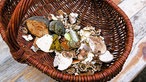 Pilzwanderung im Wodantal: Unterschiedliche Waldpilze in einem Weidenkorb