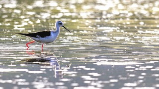 Rieselfelder Münster: Stelzenläufer läuft über das Wasser, in dem die Sonne sich spiegelt