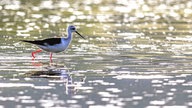 Rieselfelder Münster: Stelzenläufer läuft über das Wasser, in dem die Sonne sich spiegelt