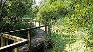 Rieselfelder Münster: Holzstegweg über das Wasser entlang des bewachsenen Ufers