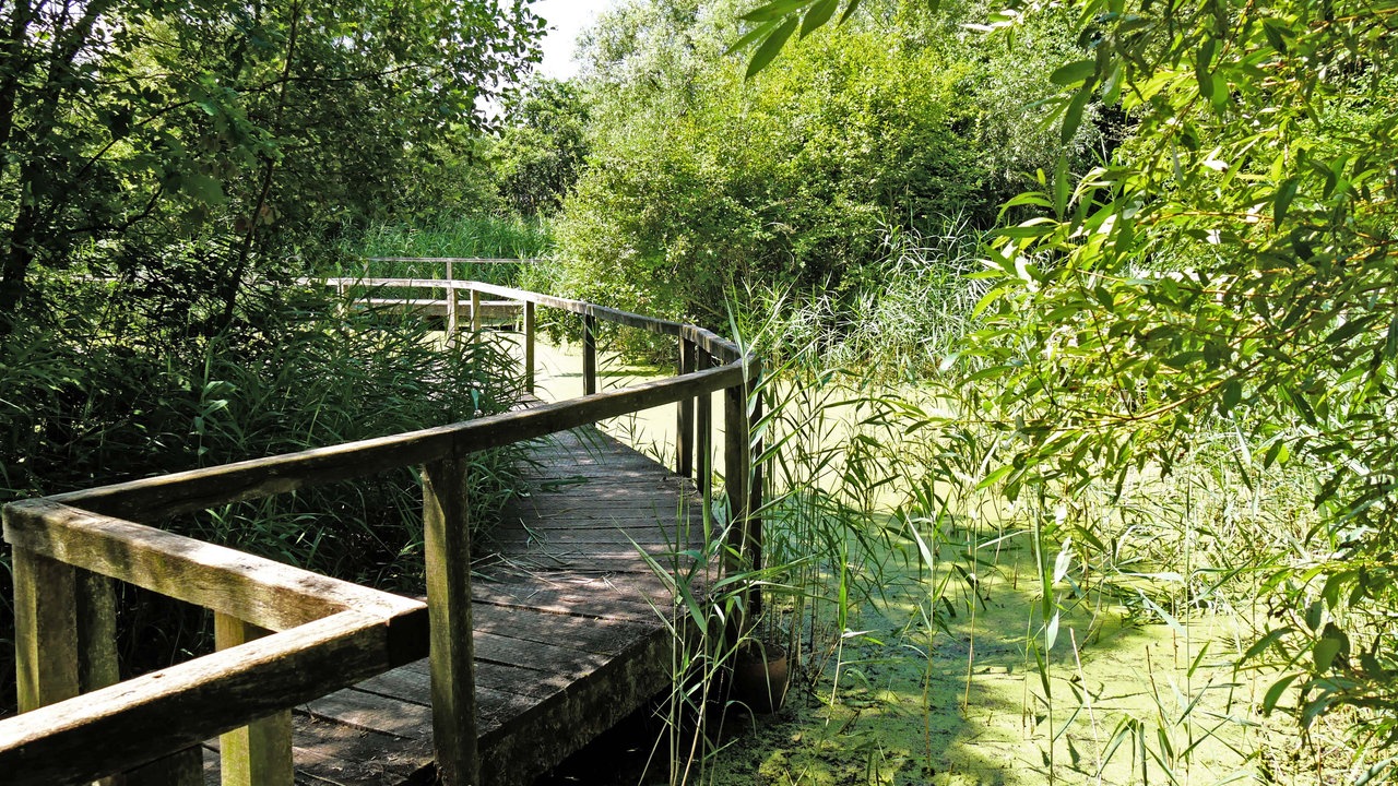 Rieselfelder Münster: Holzstegweg über das Wasser entlang des bewachsenen Ufers