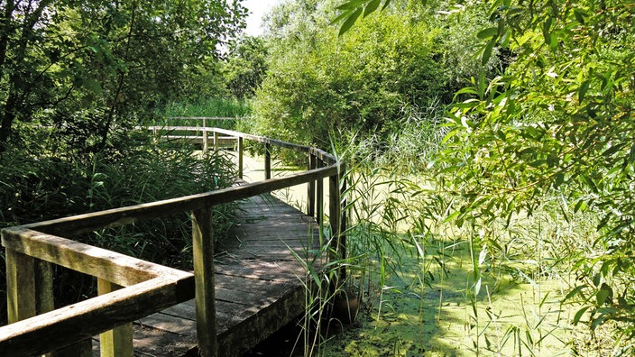 Rieselfelder Münster: Holzstegweg über das Wasser entlang des bewachsenen Ufers