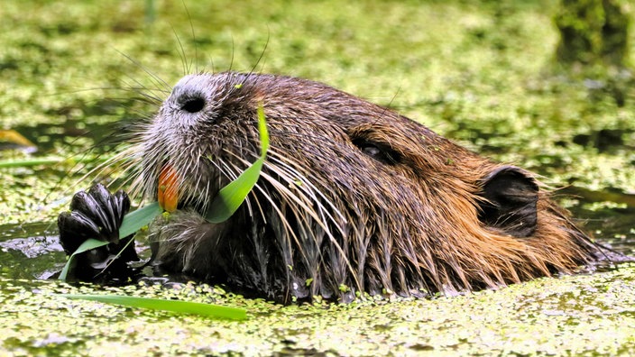 Rieselfelder Münster: Nutria streckt seinen Kopf aus dem Wasser