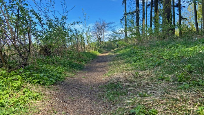 Der Rothaarsteig: Weg auf Waldboden aufwärts zur Lützel