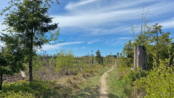 Der Rothaarsteig: Wegabschnitt hinter dem Dreiherrenstein in Richtung Elberndorfer Bachtal