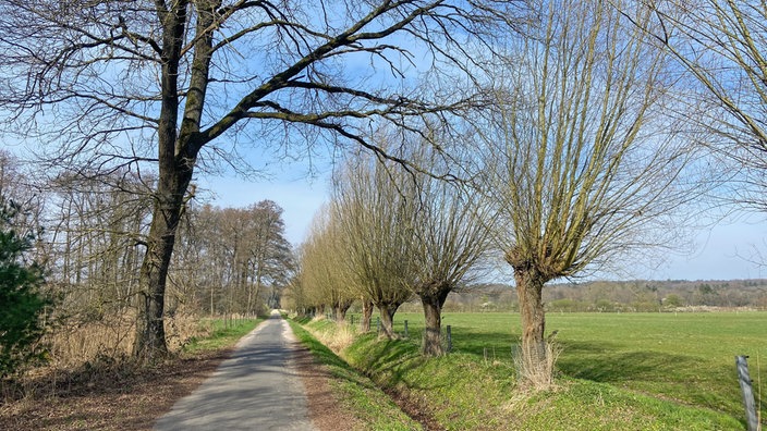 Premium-Wanderweg "Schwalmbruch": Schmaler Weg durch offene Landschaft, gesäumt von Kopfweiden.