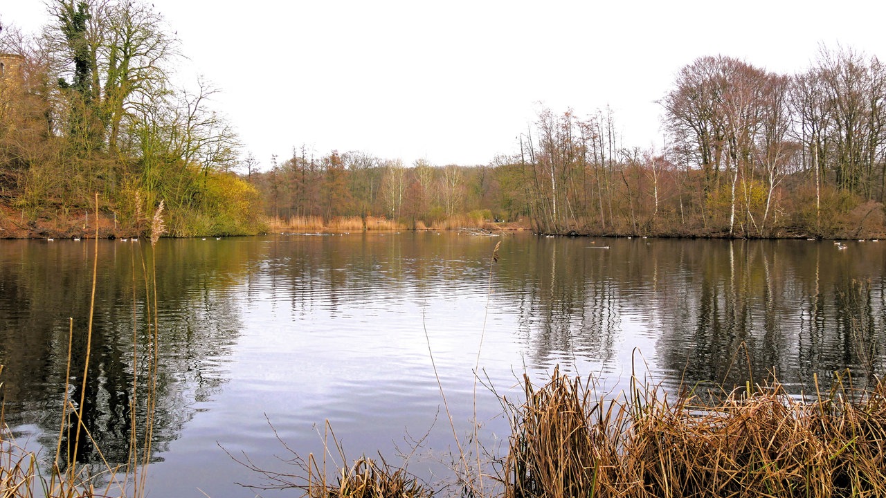 Blick über einen See, umgeben von Bäumen und Schilf am Ufer
