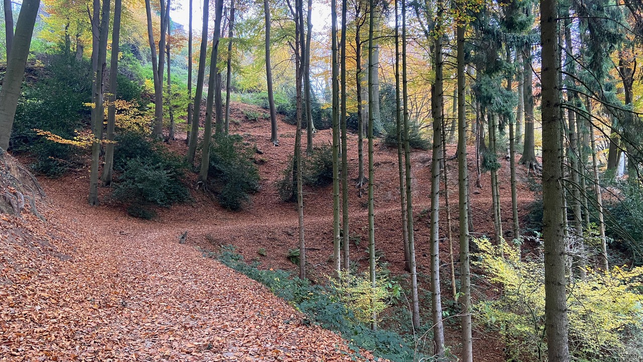 Waldweg durch den Tecklenburger Wald