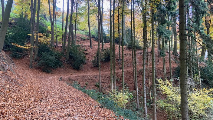 Waldweg durch den Tecklenburger Wald
