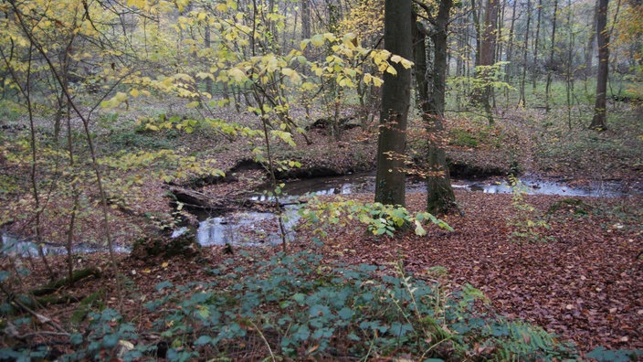 Kleiner Bach durch den Wald bei der Premium Stadtwanderung "Tecklenburger Romantik"