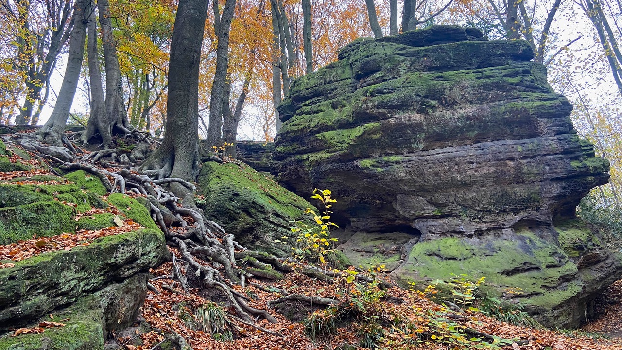 Ein Felsen im Wald, der "Teufelsfelsen" genannt wird am Wanderweg "Tecklenburger Romantik"