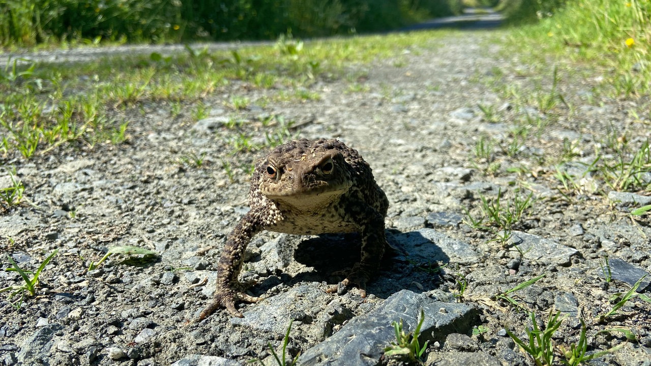 Unterwegs auf dem Trödelsteinpfad in Burbach: Erdkröte am Wegesrand