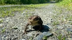 Unterwegs auf dem Trödelsteinpfad in Burbach: Erdkröte am Wegesrand