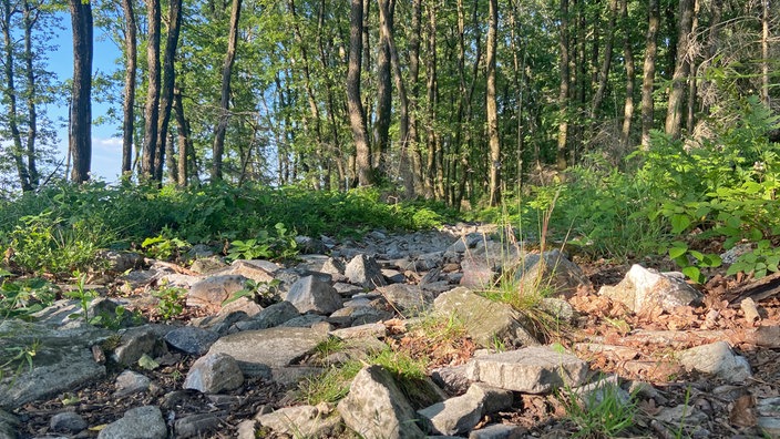 Unterwegs auf dem Trödelsteinpfad in Burbach: Viele Steine sind Vulkangesteine