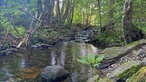 Unterwegs auf dem Trödelsteinpfad in Burbach: Flüsschen Buchheller mitten im Wald