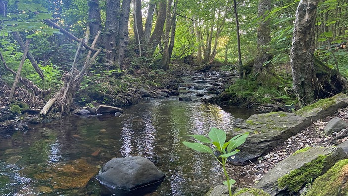 Unterwegs auf dem Trödelsteinpfad in Burbach: Flüsschen Buchheller mitten im Wald