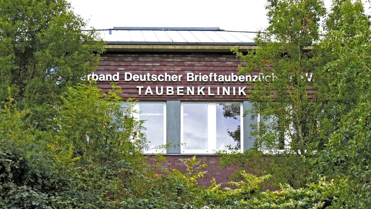 Zechenhäuser: Die Außenfassade eines höhergelegenen Gebäudes ragt oberhalb von Gebüsch umrahmt von Bäumen mit der Aufschrift "Verband Deutschter Brieftaubenzüchter e.V. Taubenklinki"