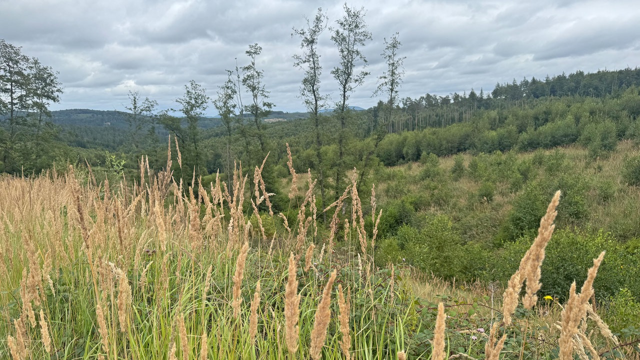 Wandern um den Sorpesee: Weiter Ausblick über Wiesen zum Wald