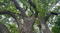 Wandern um den Sorpesee: 300 Jahre alter Baum (Krause Eiche)