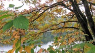 Blick vom Glör-Ufer durch Blätter auf das Wasser