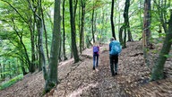 Zwei Wanderer von hinten, die einen Waldwanderweg gehen