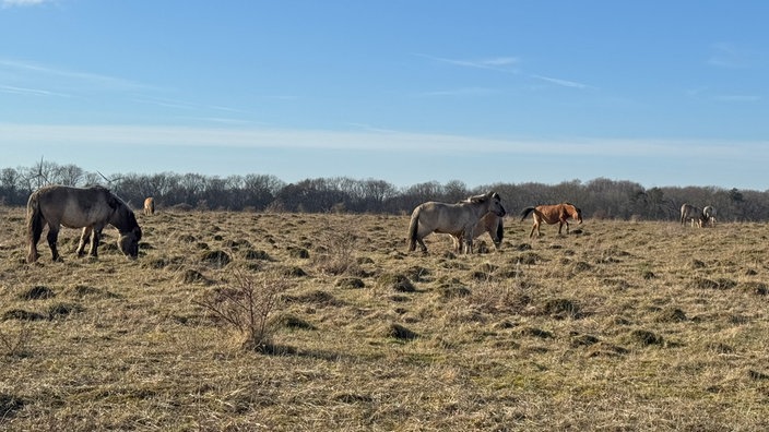 Kleiberg bei Soest: Wildpferde auf einer Weide