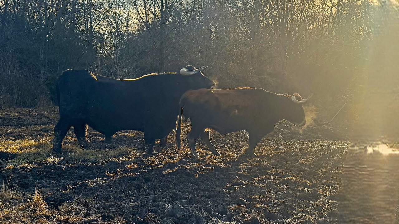 Kleiberg bei Soest: Taurusrinder weiden im Naturschutzgebiet Kleiberg 