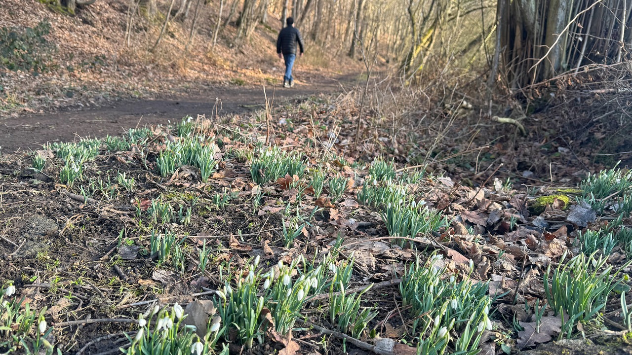 Kleiberg bei Soest: Wanderweg mit Schneeglöckchen am Wegesrand