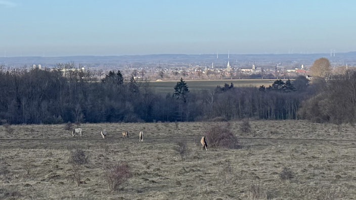 Kleiberg bei Soest: Von dem Beobachtungshügeln aus gibt es einen wunderbaren Ausblick über Wiesen mit Wildpferden