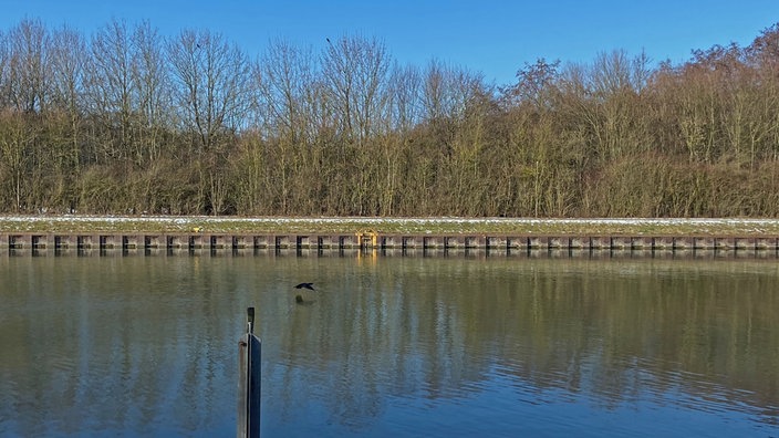 Blick auf den Datteln-Hamm-Kanal. Ein Komoran fliegt knapp über der Wasseroberfläche. 