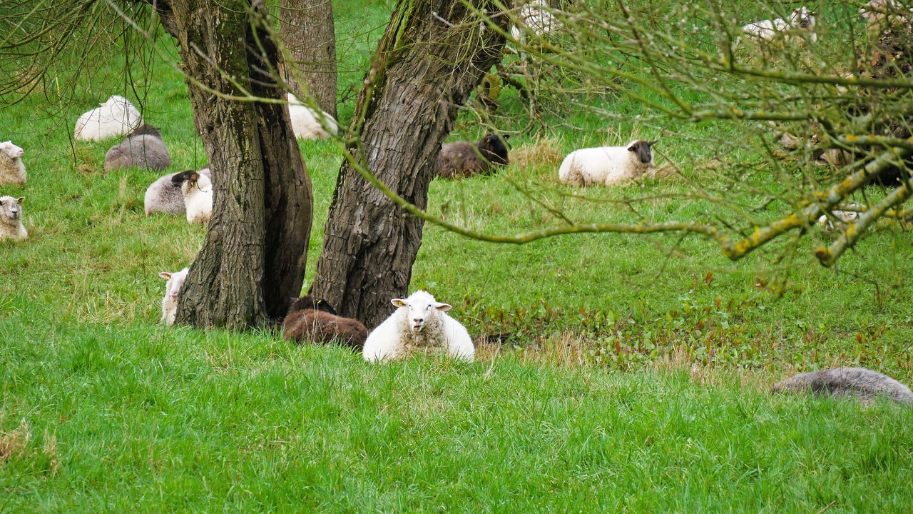 Schafe liegen auf einer Wiese undter Bäumen.