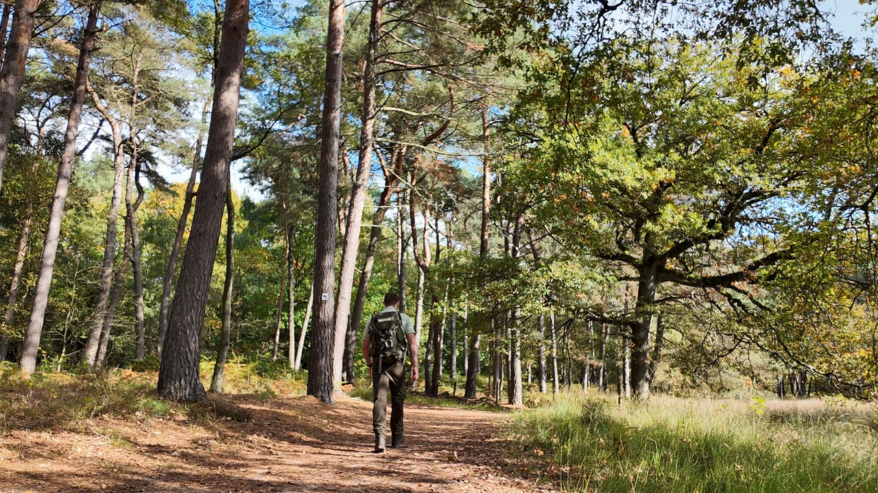 Ein Wanderer auf einem Waldweg