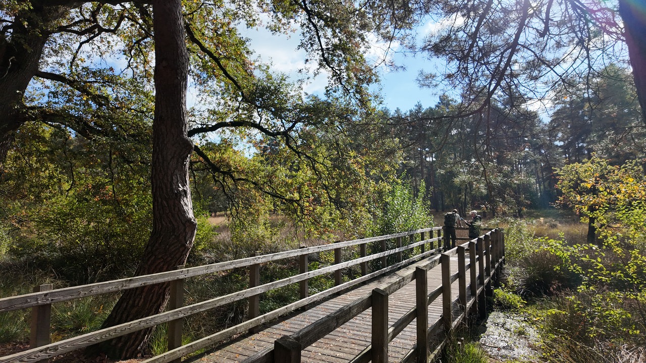 Zwei Wanderer auf einem Aussichtssteg im Wald