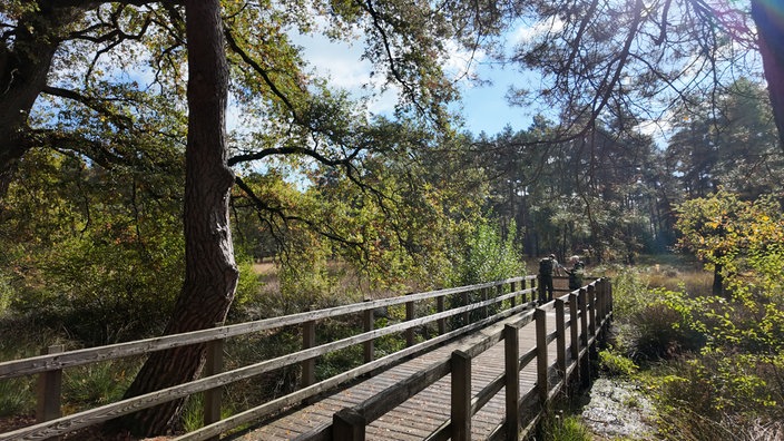 Zwei Wanderer auf einem Aussichtssteg im Wald