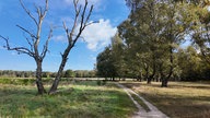 Ein schmaler Pfad durch ein Feld, links vom Weg befindet sich ein großer, kahler Baum, rechts und im Hintergrund sind weitere Bäume zu sehen