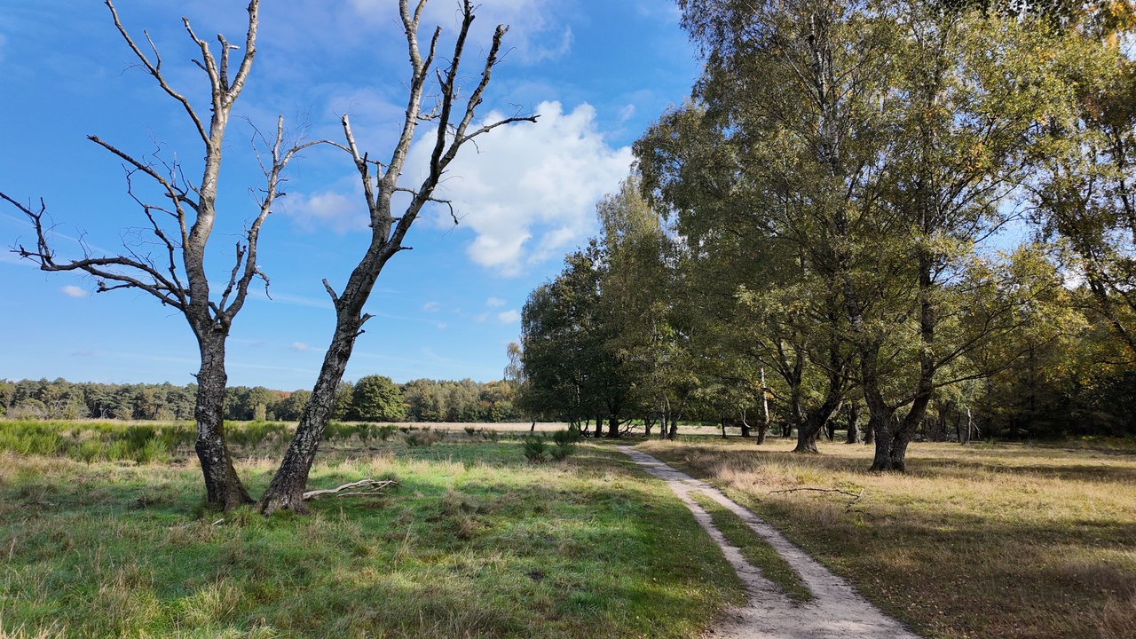 Ein schmaler Pfad durch ein Feld, links vom Weg befindet sich ein großer, kahler Baum, rechts und im Hintergrund sind weitere Bäume zu sehen