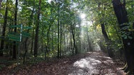 Ein Waldweg: Es scheinen einige Sonnenstrahlen durch die Baumkronen