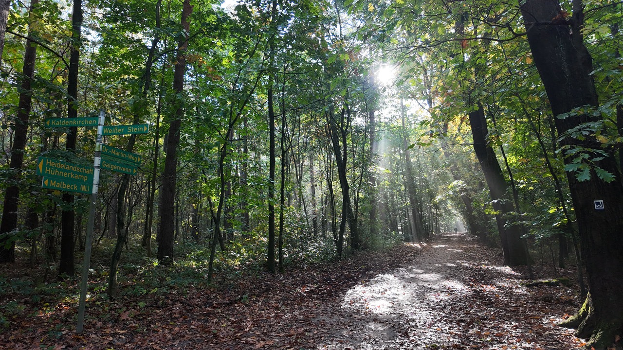 Ein Waldweg: Es scheinen einige Sonnenstrahlen durch die Baumkronen