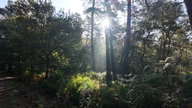 Die Sonne scheint durch die Baumkronen in einem Wald. Es sind viele verschiedene Bäume und Pflanzen zu sehen.