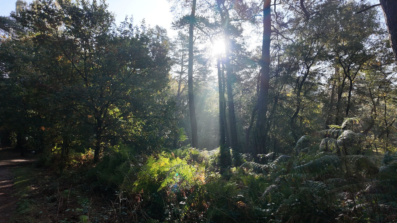 Die Sonne scheint durch die Baumkronen in einem Wald. Es sind viele verschiedene Bäume und Pflanzen zu sehen.