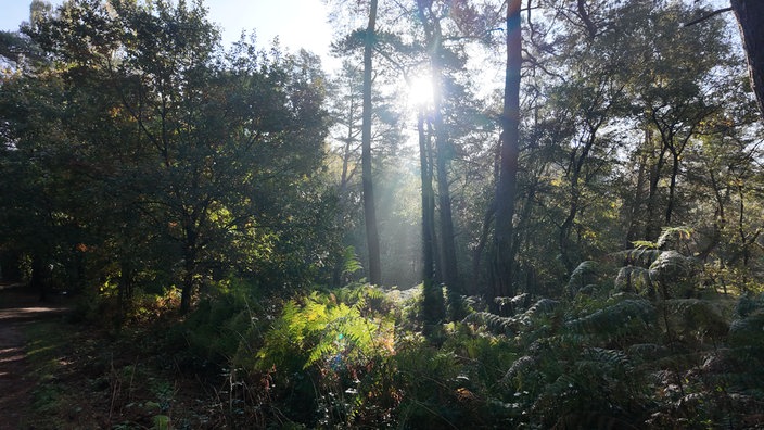 Die Sonne scheint durch die Baumkronen in einem Wald. Es sind viele verschiedene Bäume und Pflanzen zu sehen.