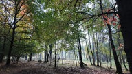 Viele schmale, große Bäume. An einigen sind die Blätter bereits herbstlich rot und gelb verfärbt.