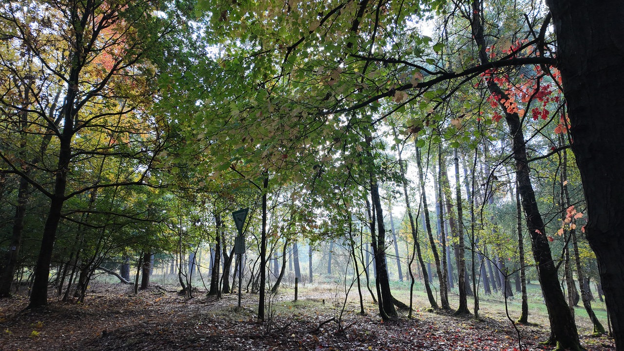 Viele schmale, große Bäume. An einigen sind die Blätter bereits herbstlich rot und gelb verfärbt.