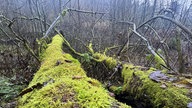 Bäume, dicht vom Moos bezogen