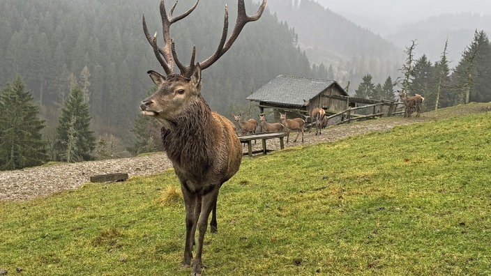 Ein Rothirsch im Rotwildgehege