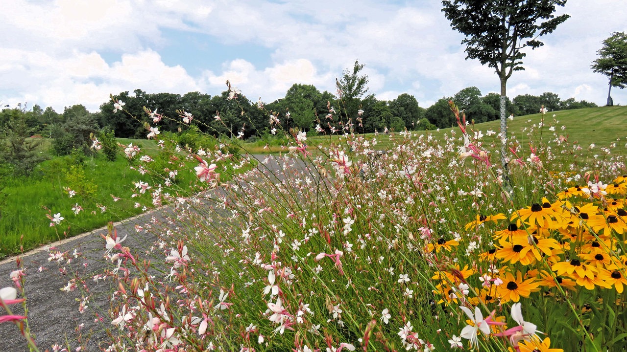 Wildblumen am Wegesrand